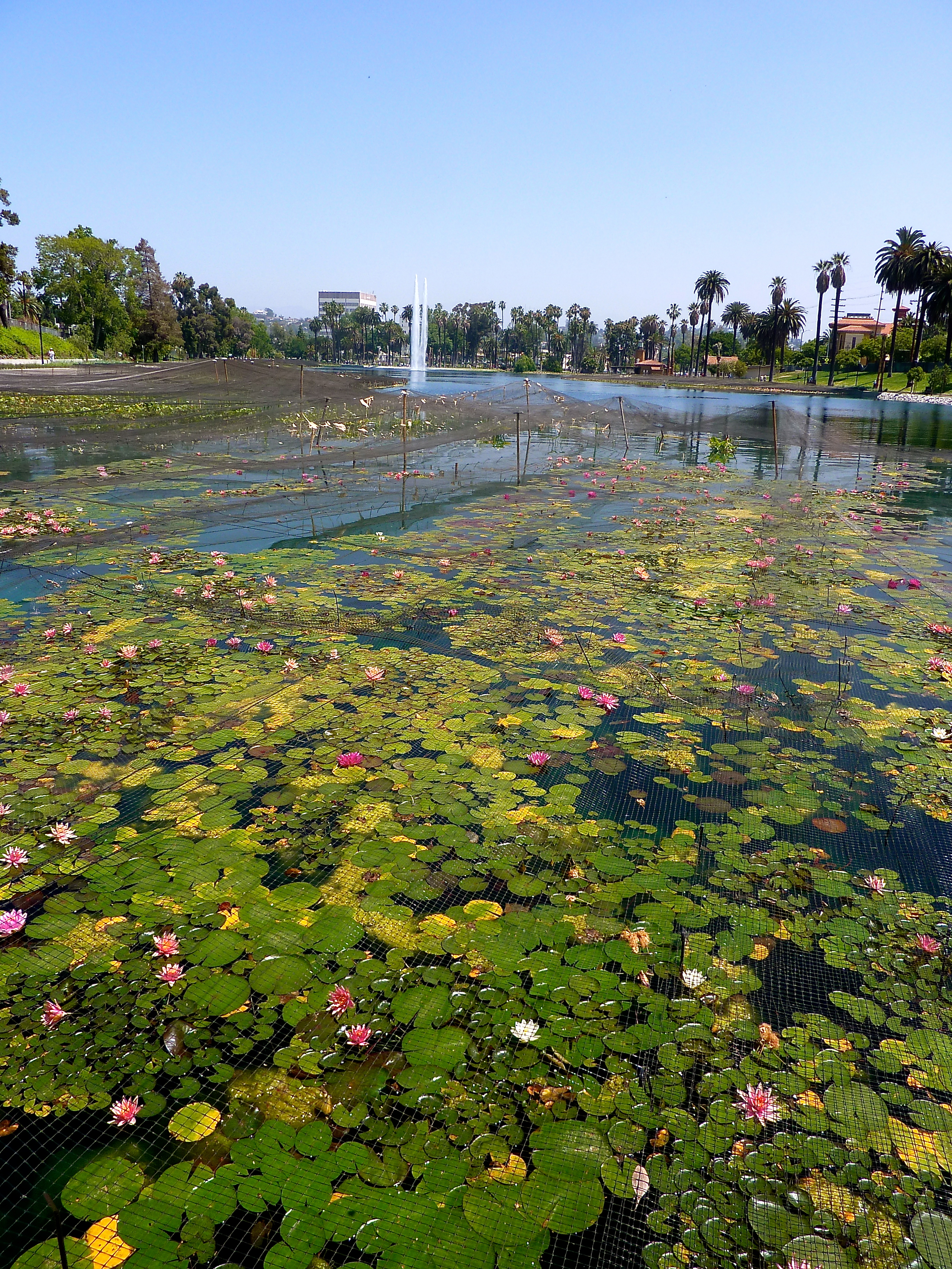 Offbeat L.A.: Echo Park Lake – The History of One of L.A.'s Oldest Parks