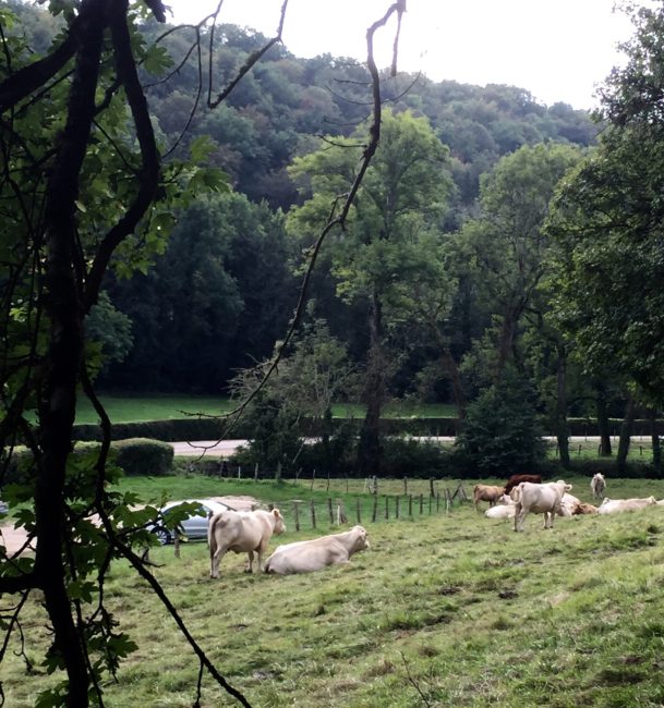 labbaye-de-fontenay-cows-france-1