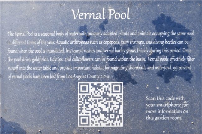 Vernal Pool Arlington Garden 
