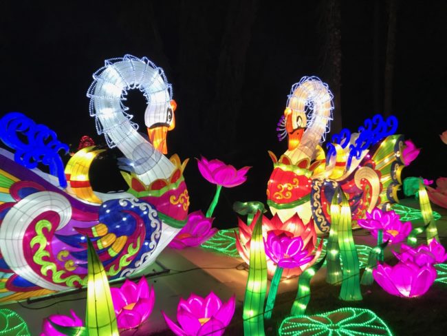 Magical Lantern Festival: A Journey Through Light and Tradition