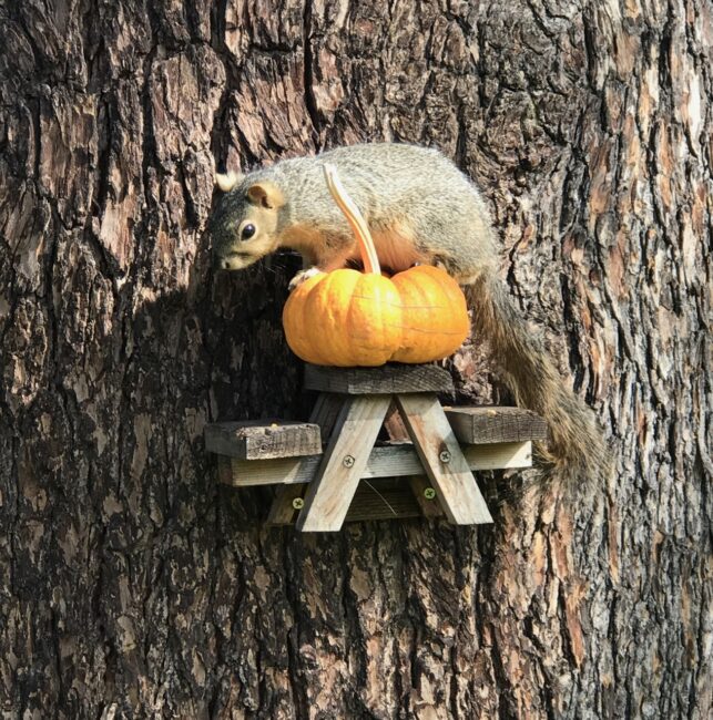 squirrel on top of a small pumpkin