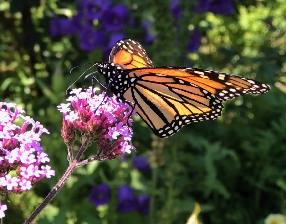 Celebrating National Pollinator Month
