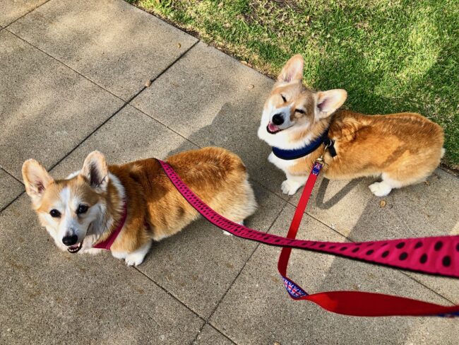 Corgi dogs on their leash