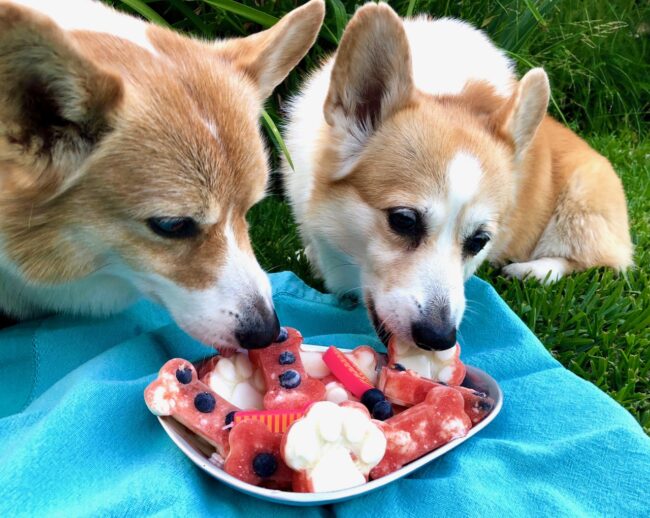 Corgis enjoying some Watermelon and Yogurt Pupsicles
