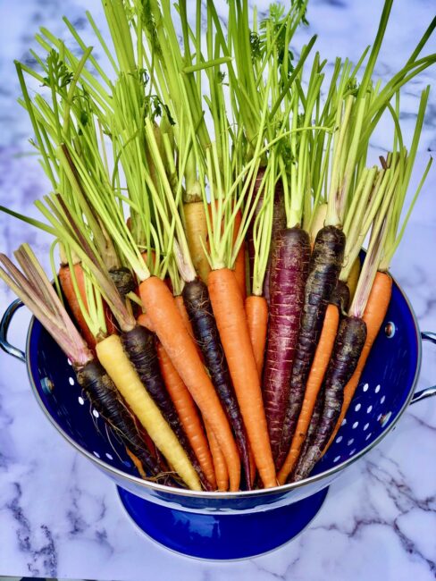 Fresh multi-colored carrots with stems in a blue strainer