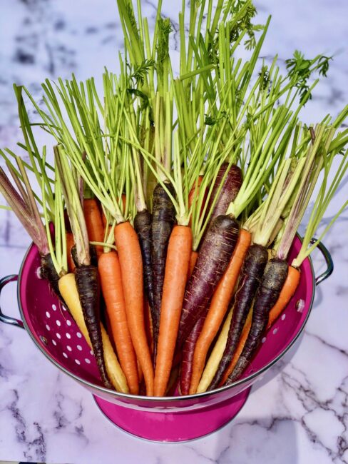 Fresh Multi-Colored Carrots with Stems in a pink strainer