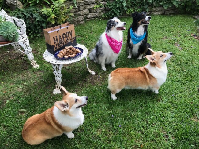 Birthday Dog Party