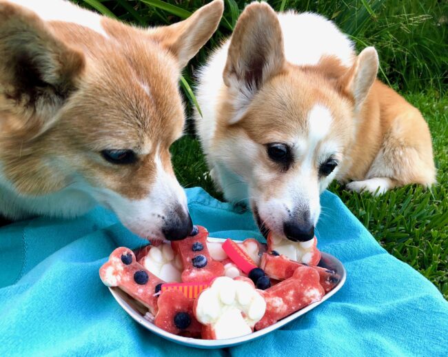 Dogs Enjoying Watermelon and Yogurt Pupsicles